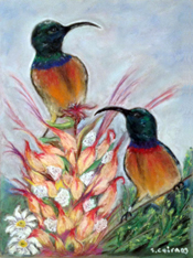 OrangeBreastedSongbirdWesternCapeSA