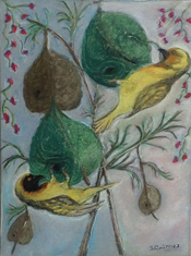 WeaverBirdnestbuildingWesernCapeSA